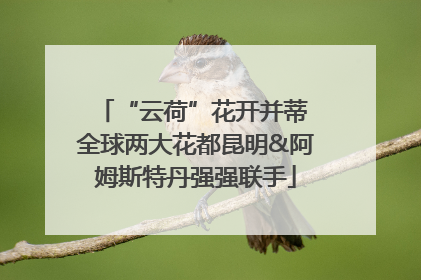 “云荷”花开并蒂 全球两大花都昆明&阿姆斯特丹强强联手