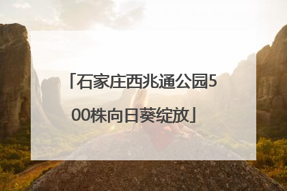 石家庄西兆通公园500株向日葵绽放