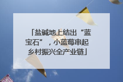 盐碱地上结出“蓝宝石”，小蓝莓串起乡村振兴全产业链