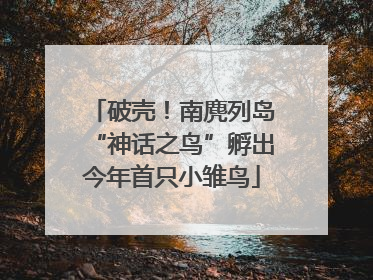 破壳！南麂列岛“神话之鸟”孵出今年首只小雏鸟