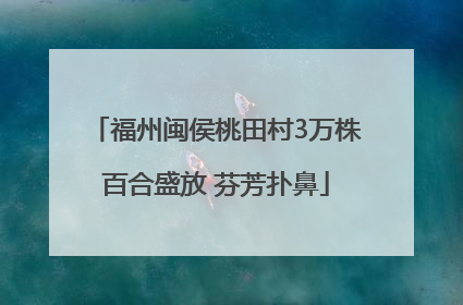 福州闽侯桃田村3万株百合盛放 芬芳扑鼻