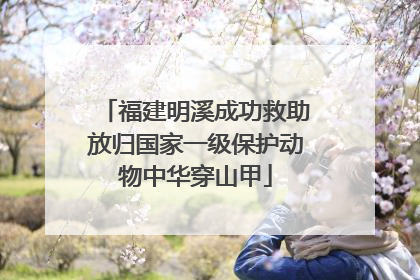 福建明溪成功救助放归国家一级保护动物中华穿山甲