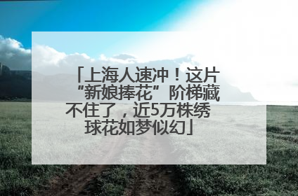 上海人速冲！这片“新娘捧花”阶梯藏不住了，近5万株绣球花如梦似幻