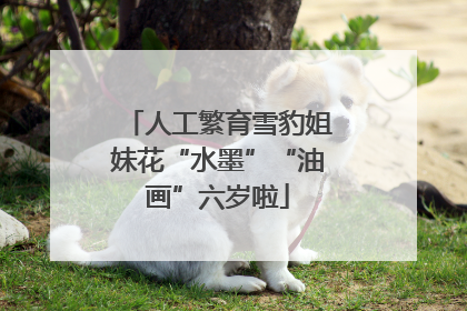 人工繁育雪豹姐妹花“水墨”“油画”六岁啦