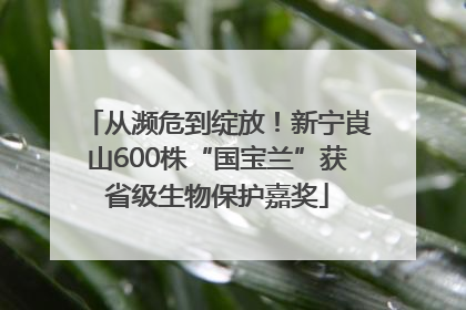 从濒危到绽放！新宁崀山600株“国宝兰”获省级生物保护嘉奖