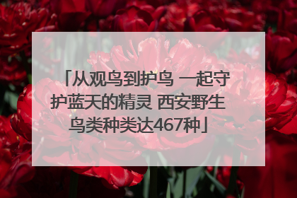 从观鸟到护鸟 一起守护蓝天的精灵 西安野生鸟类种类达467种