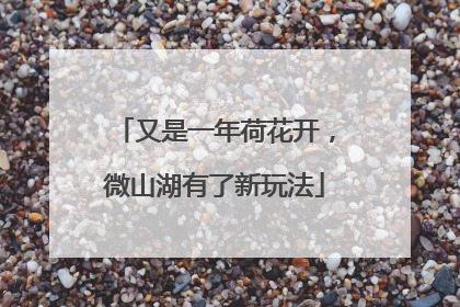 又是一年荷花开，微山湖有了新玩法