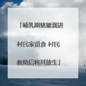 哺乳期猪獾溜进村民家觅食 村民救助后将其放生