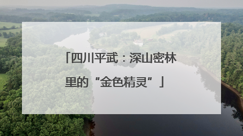 四川平武：深山密林里的“金色精灵”
