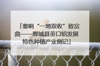 奏响“一地双收”致富曲——鄄城县董口镇发展特色种植产业侧记