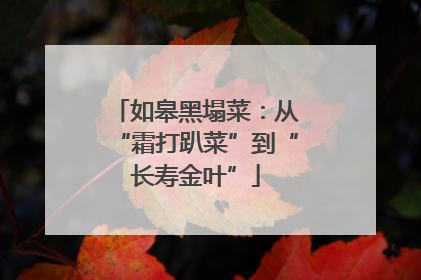 如皋黑塌菜：从“霜打趴菜”到“长寿金叶”