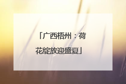 广西梧州：荷花绽放迎盛夏