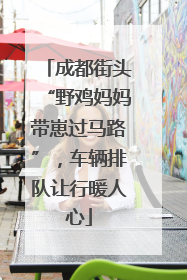 成都街头“野鸡妈妈带崽过马路”，车辆排队让行暖人心
