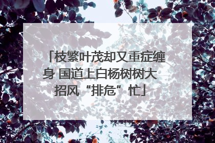 枝繁叶茂却又重症缠身 国道上白杨树树大招风“排危”忙