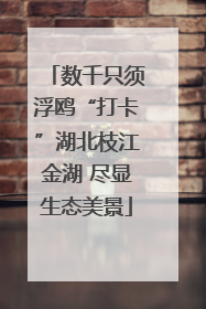 数千只须浮鸥“打卡”湖北枝江金湖 尽显生态美景