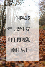 时隔15年，野生穿山甲再现湖南桂东