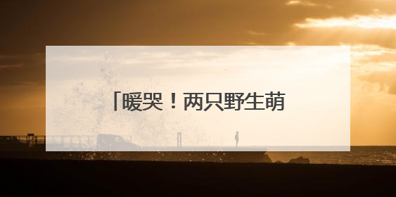 暖哭！两只野生萌宝在抚松林业局“住”上了VIP病房