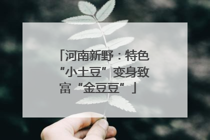 河南新野：特色“小土豆”变身致富“金豆豆”