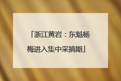 浙江黄岩：东魁杨梅进入集中采摘期