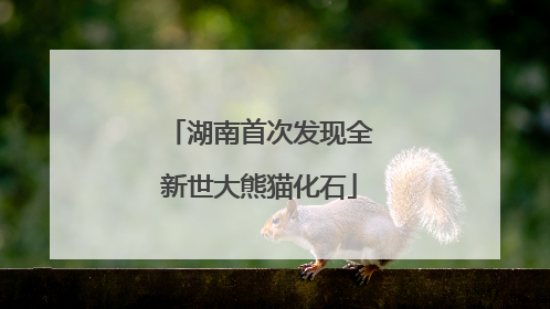 湖南首次发现全新世大熊猫化石