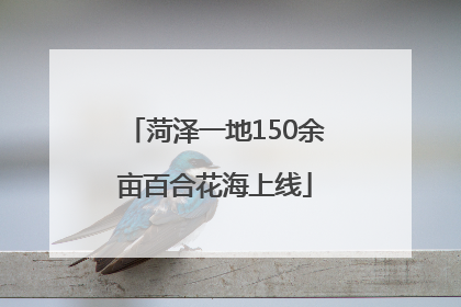 菏泽一地150余亩百合花海上线