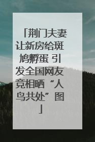 荆门夫妻让新房给斑鸠孵蛋 引发全国网友竞相晒“人鸟共处”图