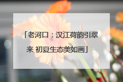 老河口：汉江荷韵引翠来 初夏生态美如画