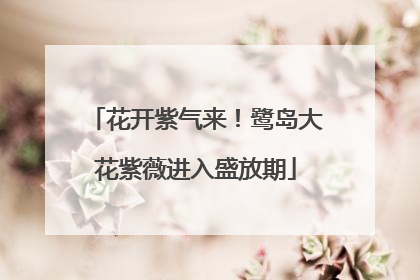花开紫气来！鹭岛大花紫薇进入盛放期