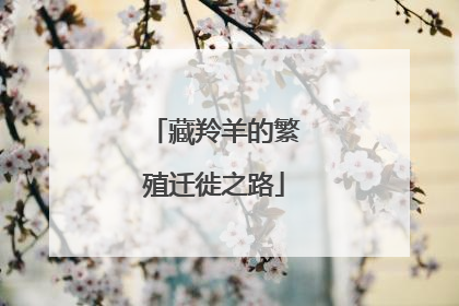 藏羚羊的繁殖迁徙之路