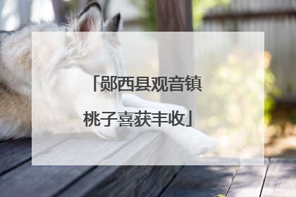 郧西县观音镇桃子喜获丰收