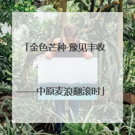 金色芒种·豫见丰收——中原麦浪翻滚时