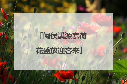 闽侯溪源寨荷花盛放迎客来