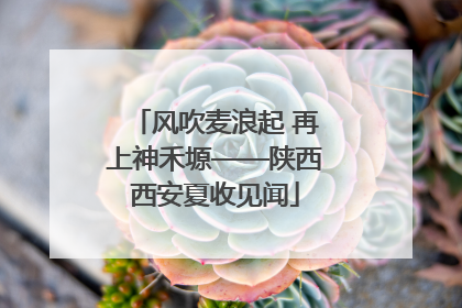 风吹麦浪起 再上神禾塬——陕西西安夏收见闻