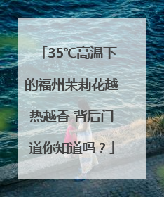 35℃高温下的福州茉莉花越热越香 背后门道你知道吗？