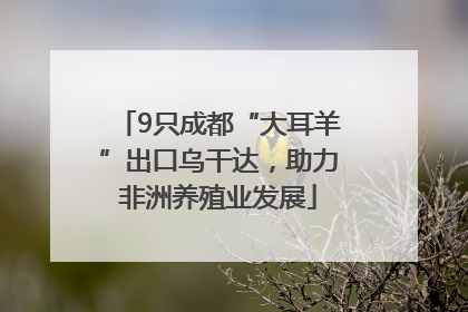 9只成都“大耳羊”出口乌干达，助力非洲养殖业发展